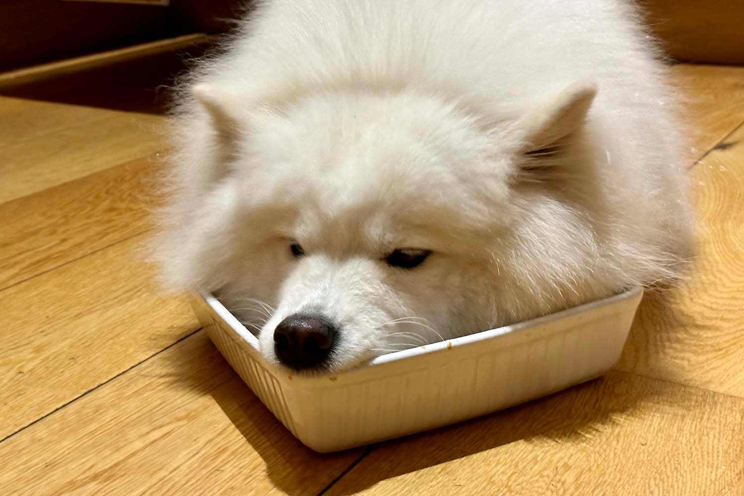 A dishwasher, and not a dog.